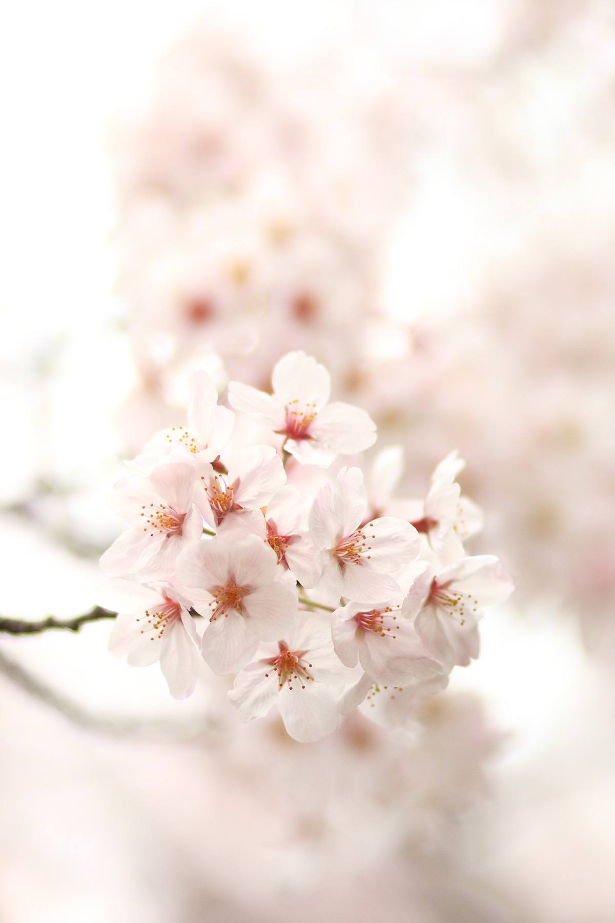 20150401_tsukishima_cb10_1200