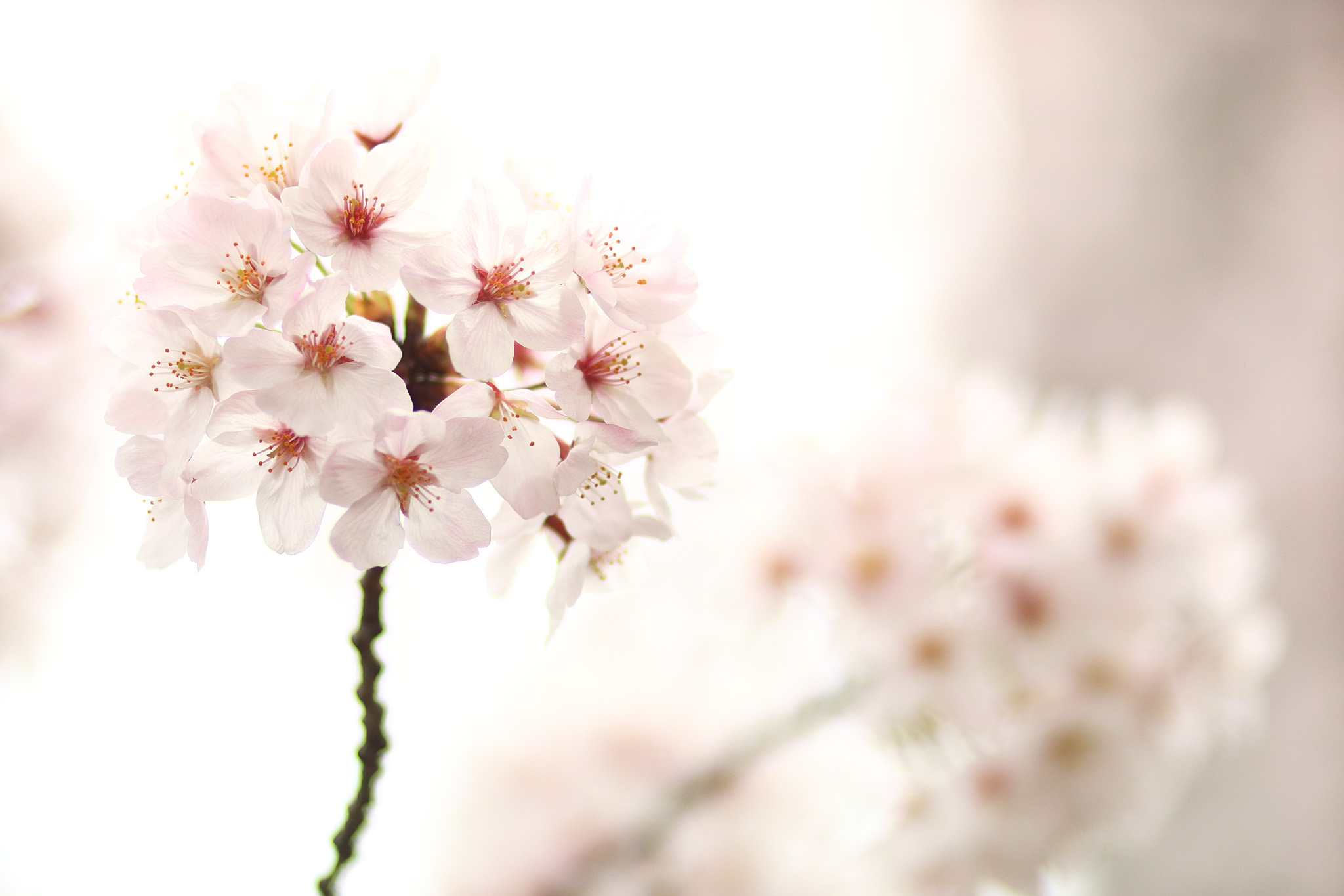 20150401_tsukishima_cb11_2048