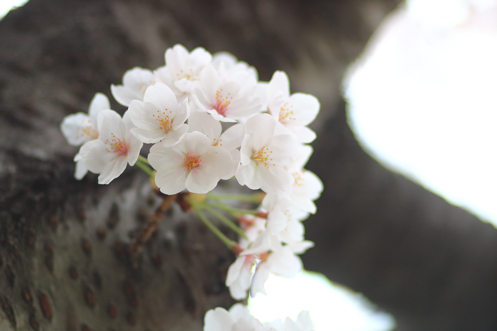 20150401_tsukishima_cb12_2048