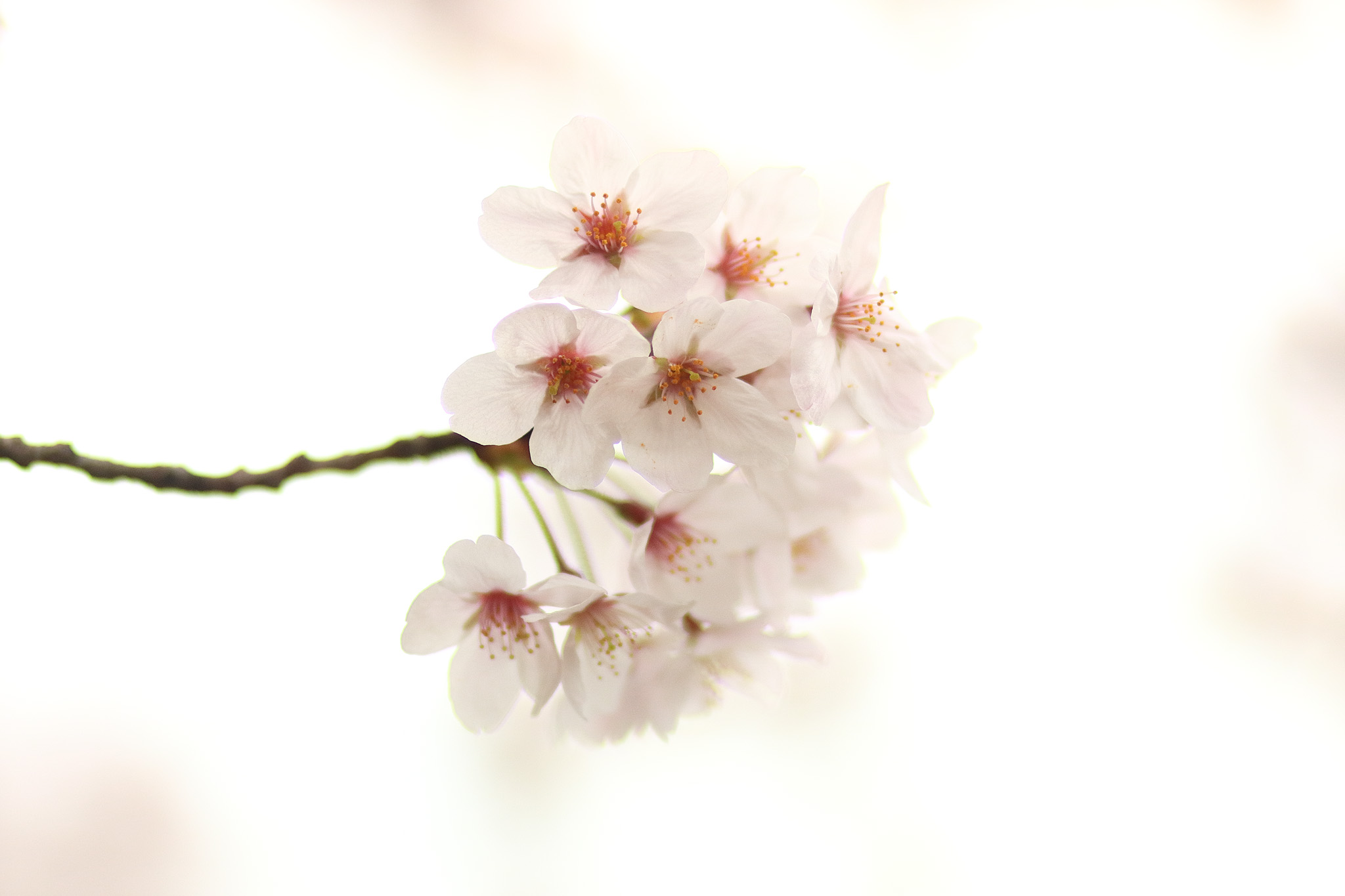 20150401_tsukishima_cb13_2048