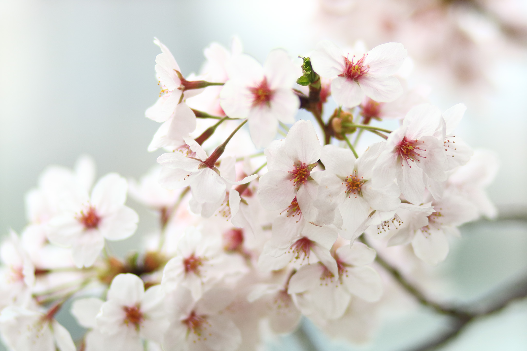 20150401_tsukishima_cb14_2048