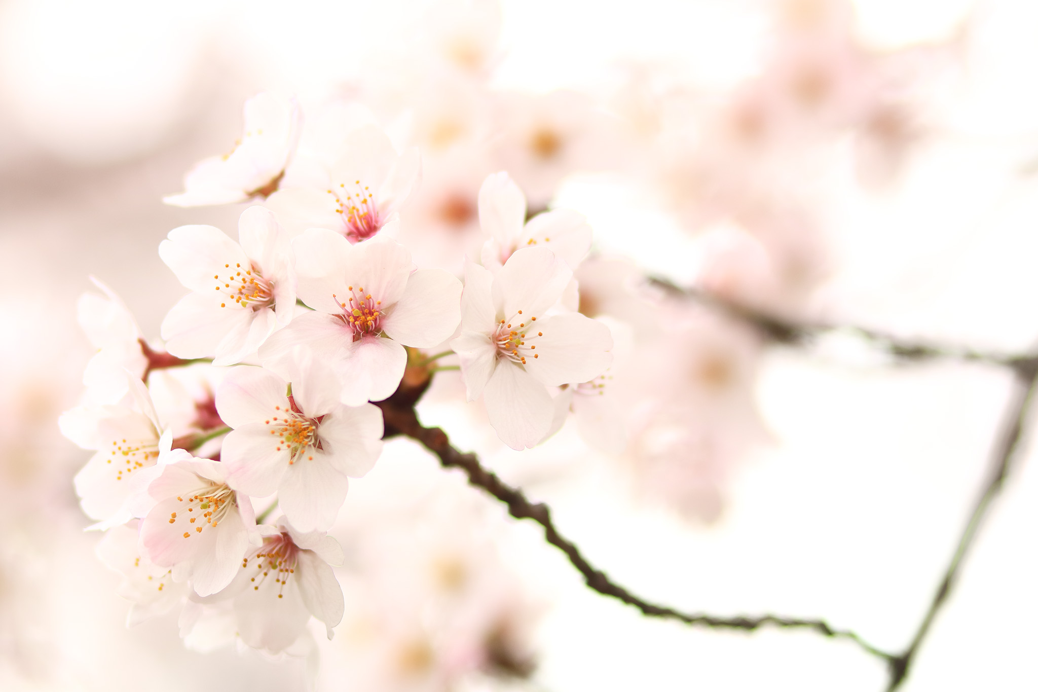 20150401_tsukishima_cb15_2048