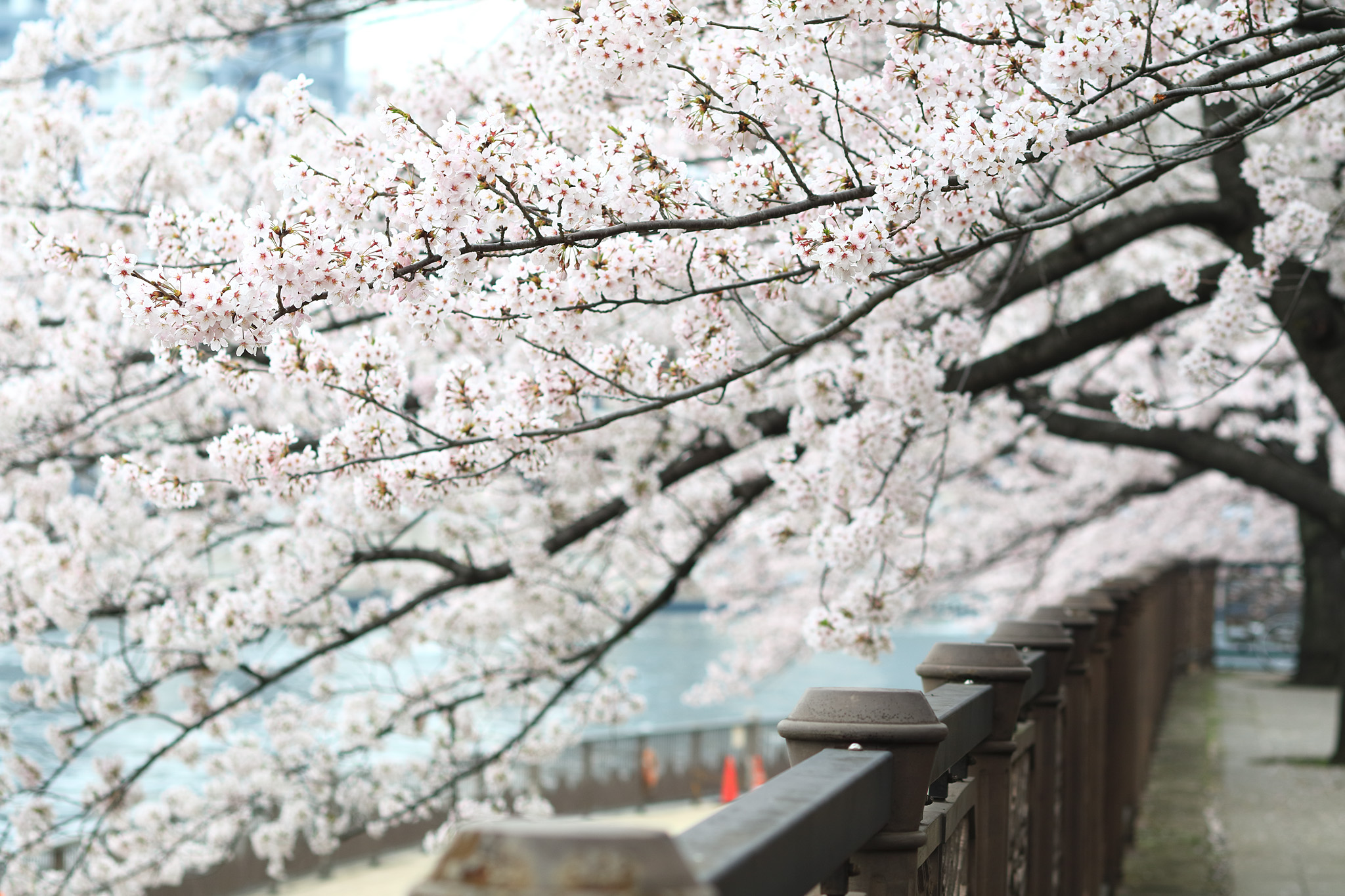 20150401_tsukishima_cb16_2048