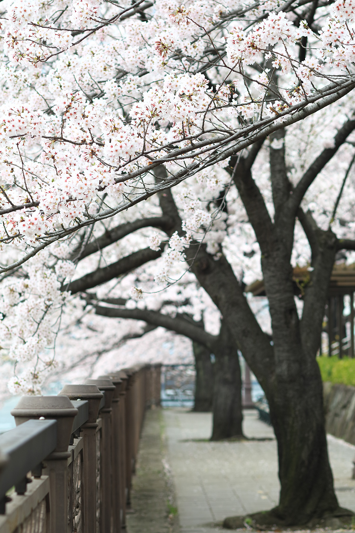 20150401_tsukishima_cb17_1200