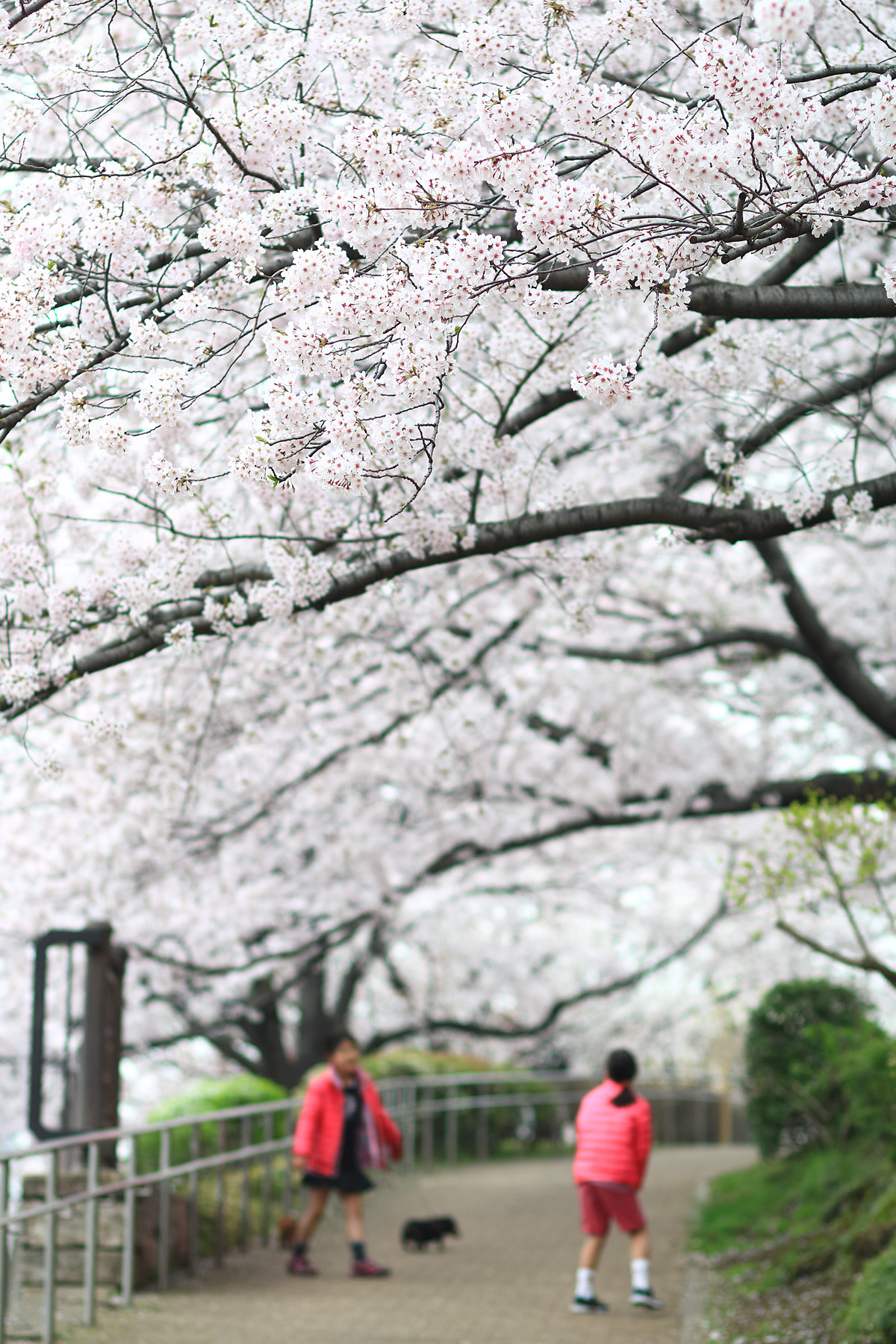 20150401_tsukishima_cb18_1200