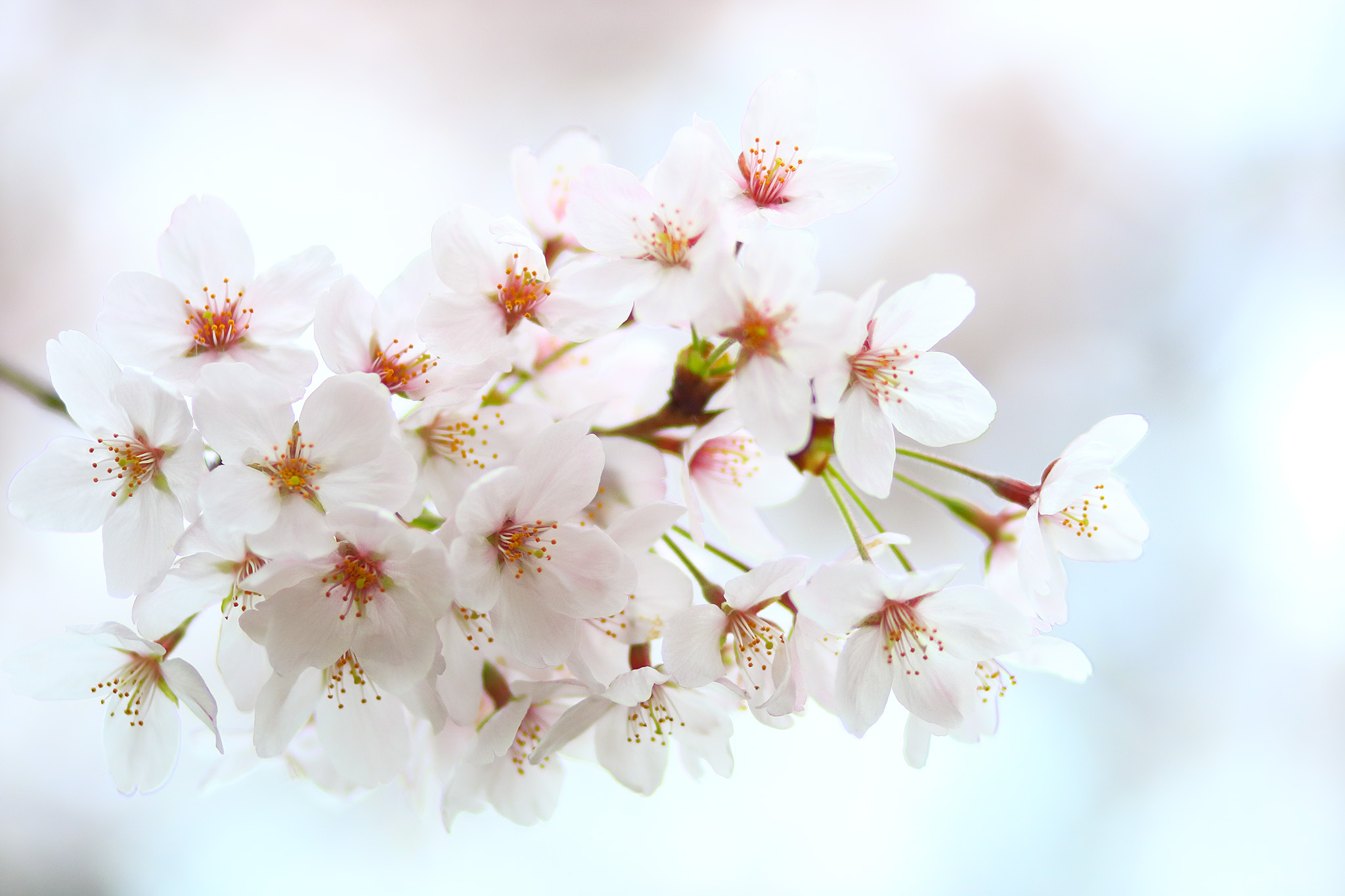 20150401_tsukishima_cb1_2048