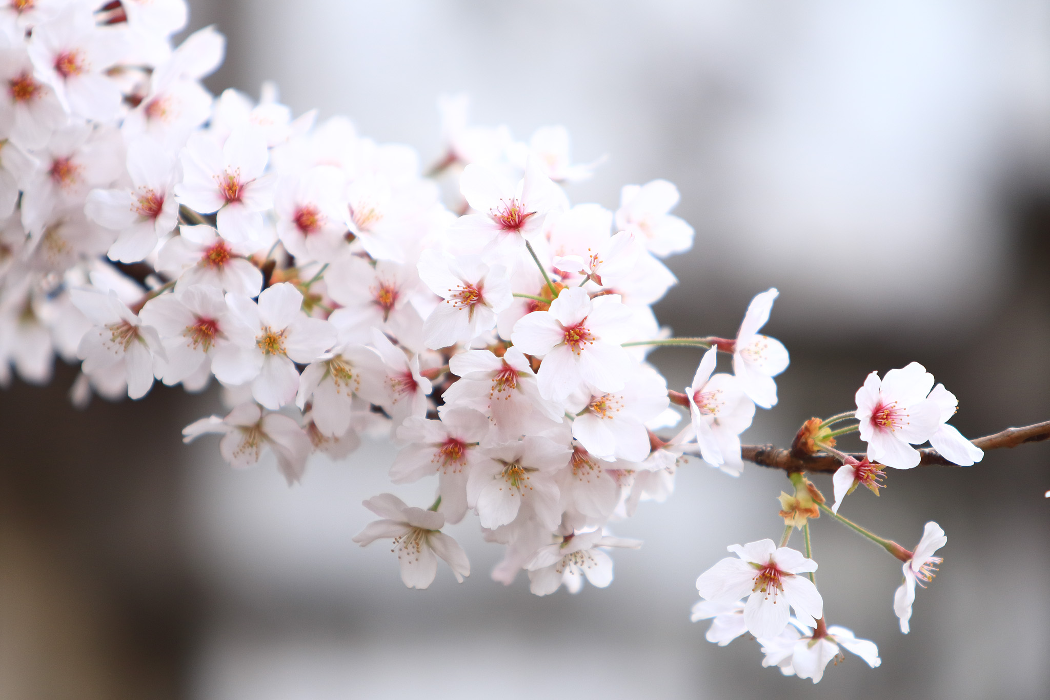 20150401_tsukishima_cb20_2048