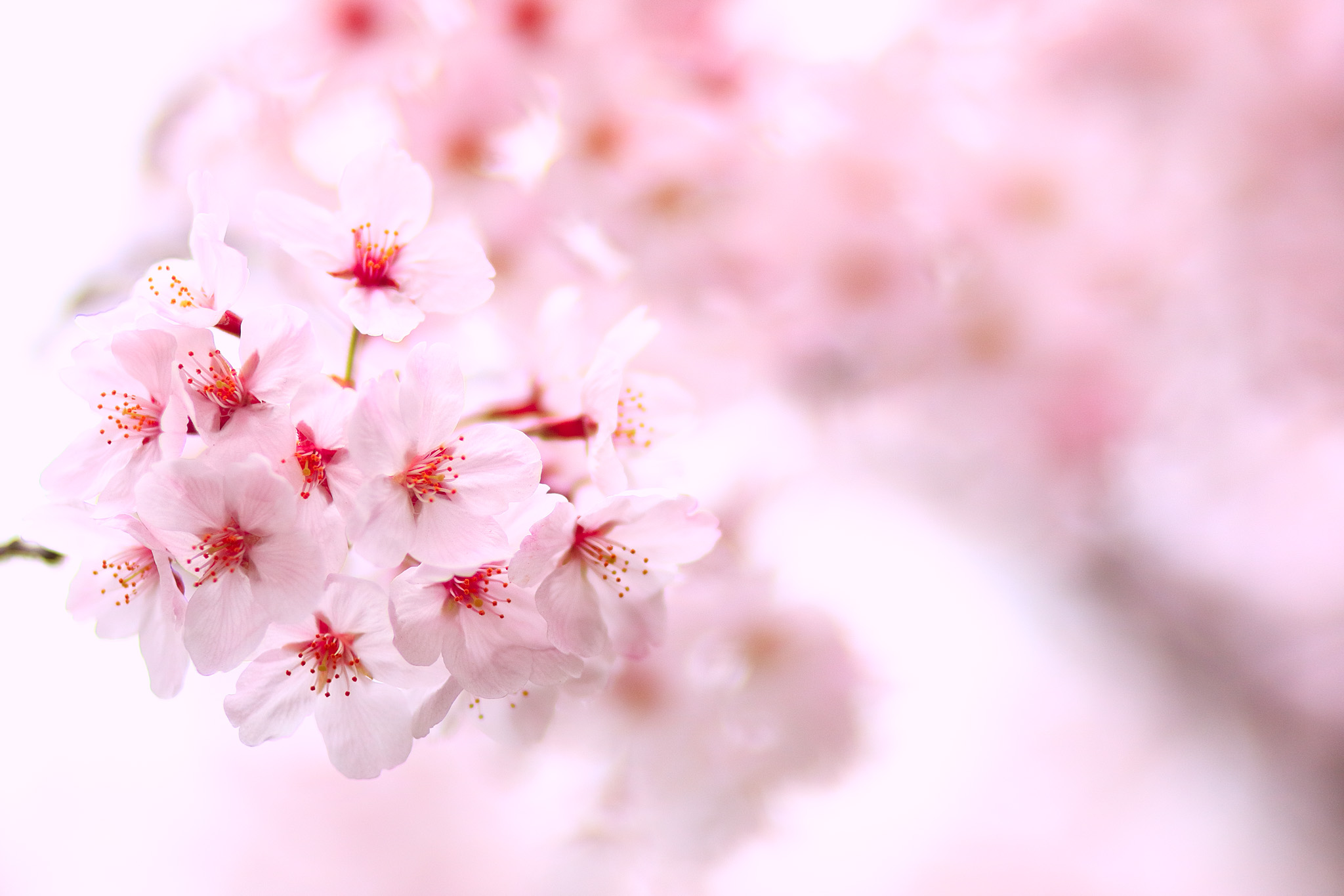 20150401_tsukishima_cb22_2048