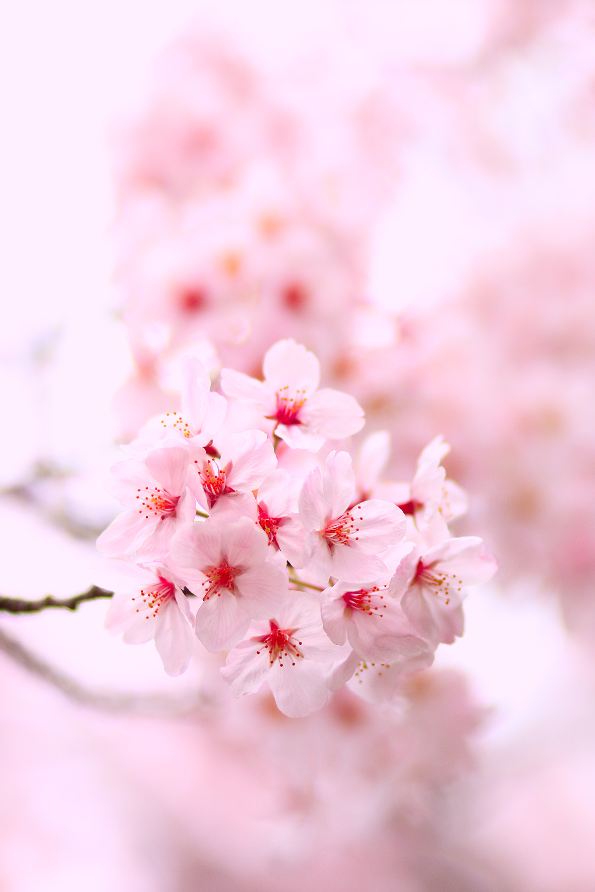 20150401_tsukishima_cb24_1200