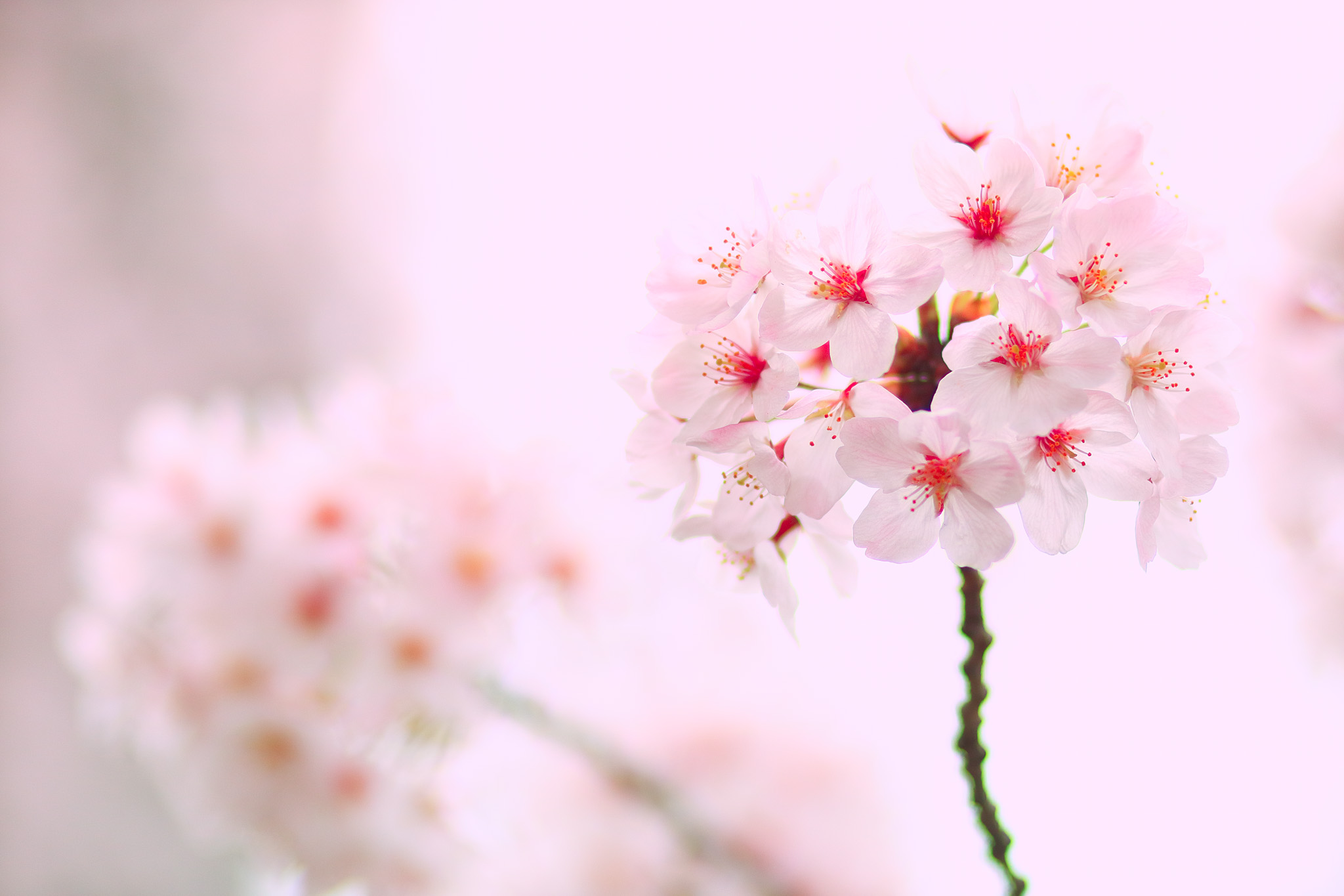 20150401_tsukishima_cb26_2048