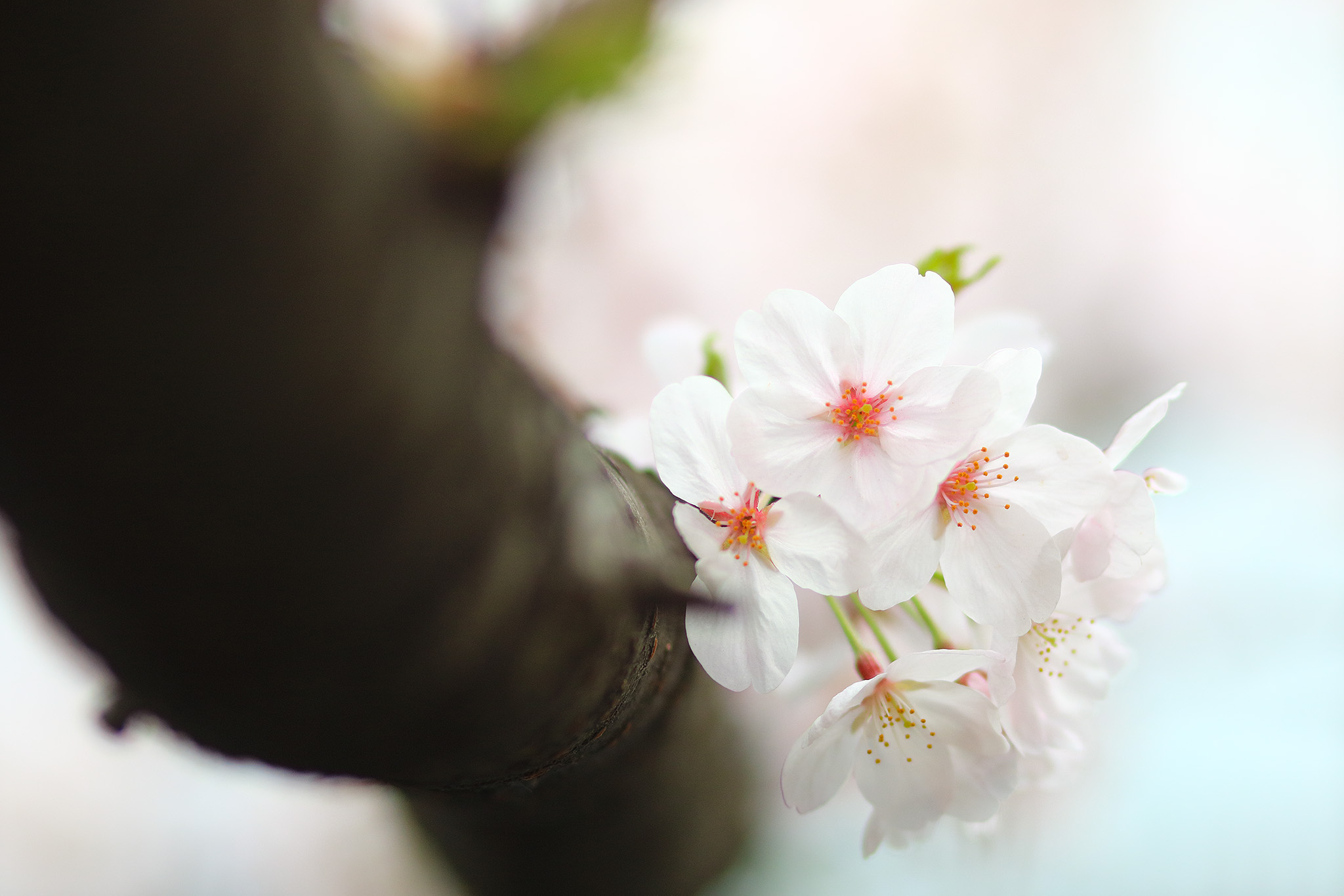 20150401_tsukishima_cb3_2048