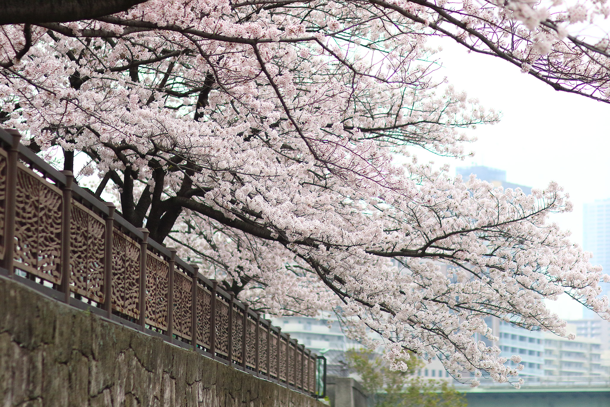 20150401_tsukishima_cb4_2048