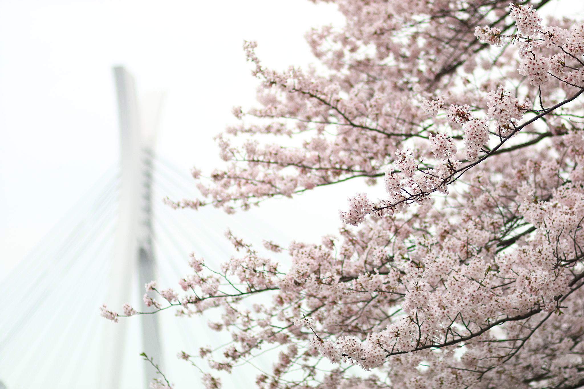 20150401_tsukishima_cb5_2048