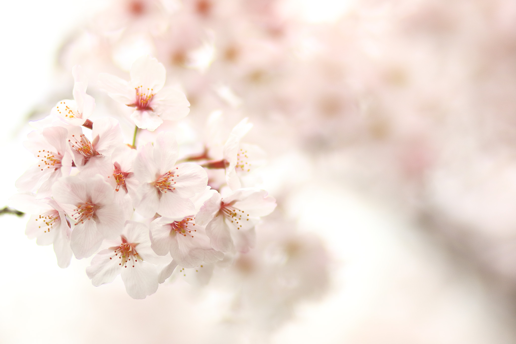 20150401_tsukishima_cb8_2048