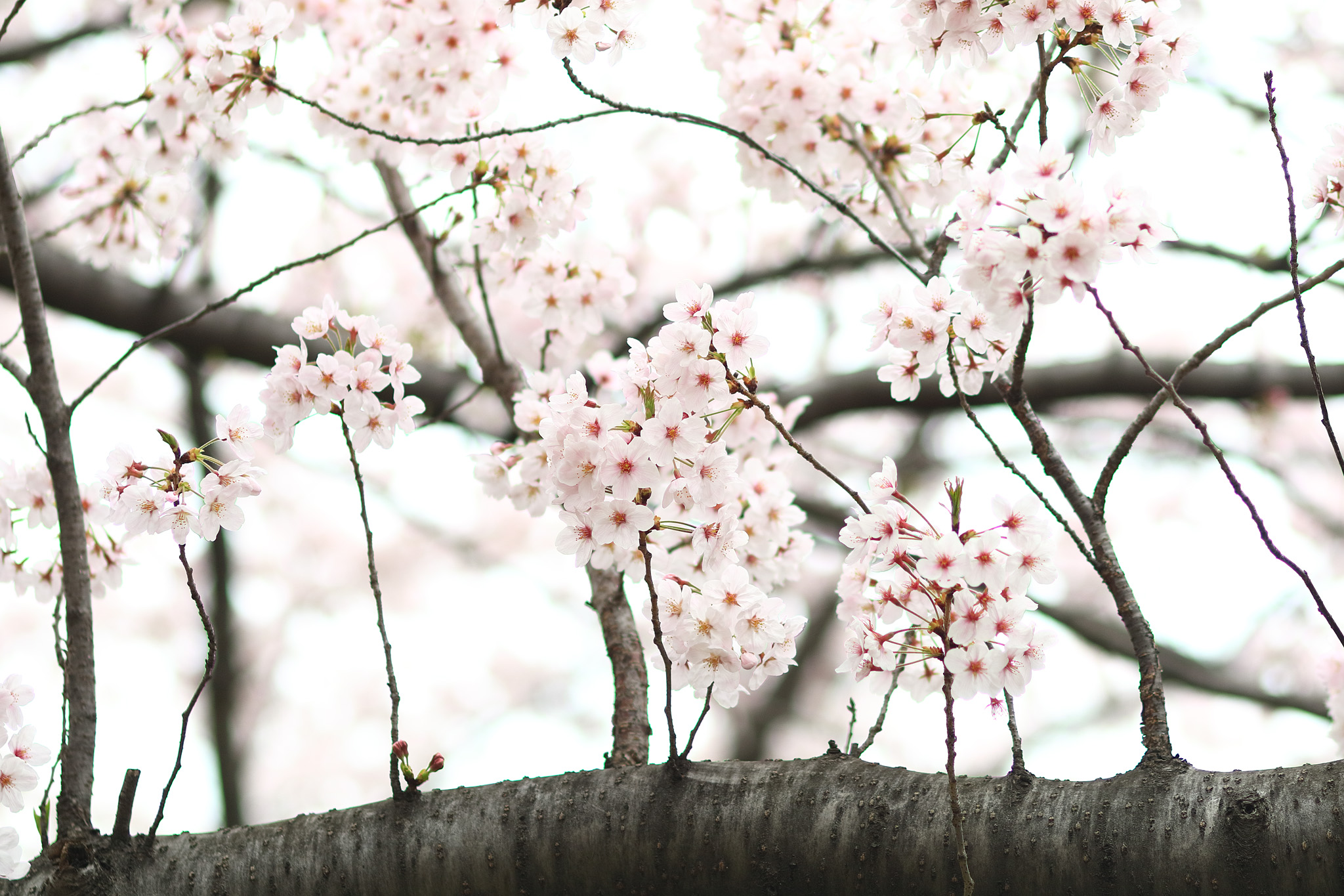 20150401_tsukishima_cb9_2048